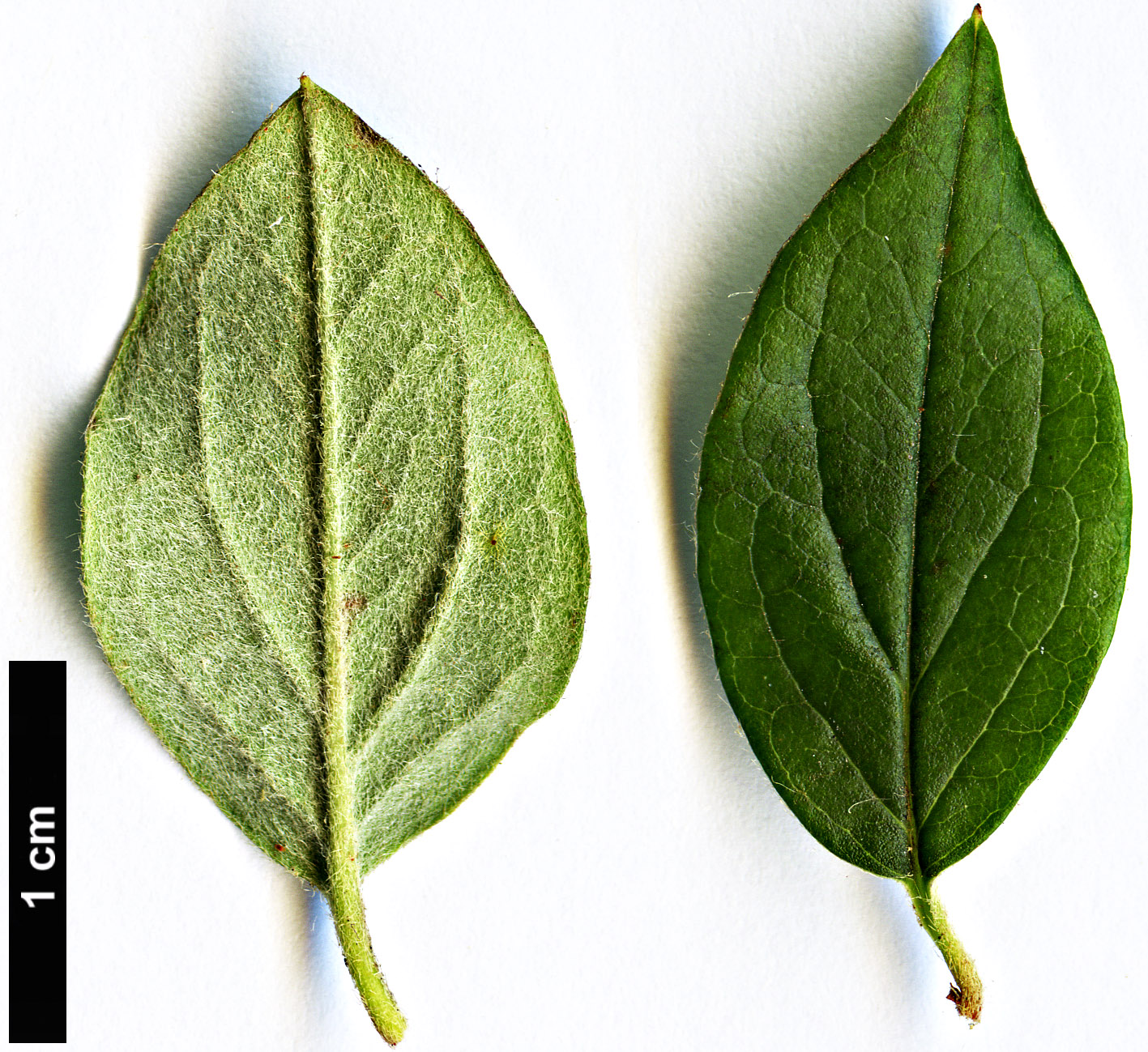 High resolution image: Family: Rosaceae - Genus: Cotoneaster - Taxon: declinatus